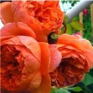 30PCS Chinese Peony Tree Seeds - Orangish Red Double FlowersItem NO.: SH10396C