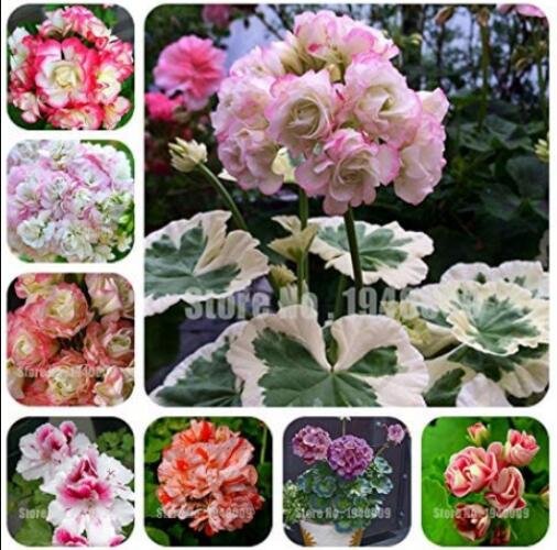 200PCS Geranium Flower Seeds - Mixed Bi-Colors 8 TypesItem NO.: SH10397C