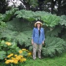 7PCS GUNNERA MANICATA SeedsItem NO.: SH10402C
