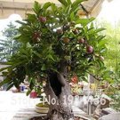20PCS Olive Seeds Olea Europaea Mini Tree PlantItem NO.: SH10406C 20PCS Olive Seeds Olea Europaea Mini Tree PlantItem NO.: SH10406C