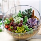 500PCS Rare Succulent Planter Seeds - MixedItem NO.: SH10410C