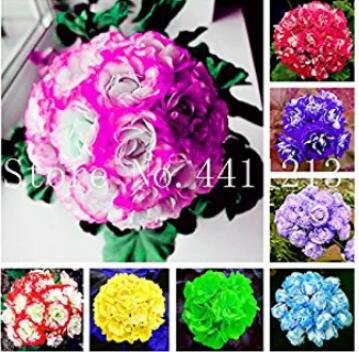30PCS Geranium Seeds - Mixed Rose Purple / Red / Blue / Light Blue / Light Purple / Yellow / Green /