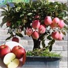 100PCS Red Apple Tree Seeds - Bonsai SeriesItem NO.: SH10428C
