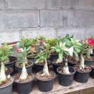 120PCS Desert Rose Seeds - MixedItem NO.: SH10429C