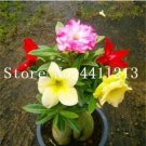 1PC Desert Rose Seeds - ColorfulItem NO.: SH10430C