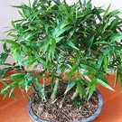 50PCS Bambusa Ventricosa Seed Bamboo Hardy Clumping TypeItem NO.: SH10432C