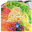 100PCS Vine Woodbine Grape Boston Ivy Seeds - ColorfulItem NO.: SH10433C