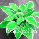 200PCS Hosta Seeds - Bright Fresh Green ColorItem NO.: SH10434C