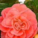 50PCS Camellia Flores Seeds - Bright Orange ColorItem NO.: SH10435C