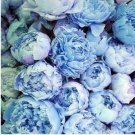 20PCS Chinese Paeonia Suffruticosa Peony Seeds - Light Blue Double Flowers Ball TypeItem NO.: SH1044
