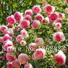 10PCS Chinese Peony Tree Seeds - 3 Types of TypesItem NO.: SH10446C