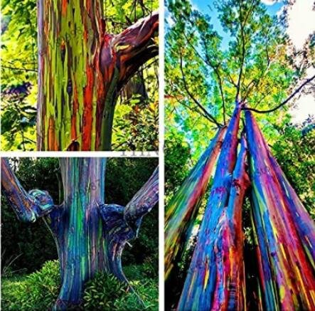 100PCS Rainbow Eucalyptus Seed Tropical Tree SeedsItem NO.: SH10449C
