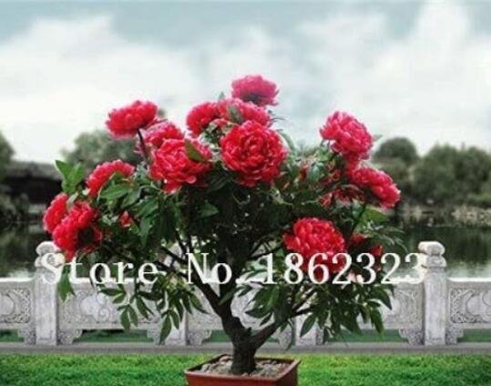 10PCS Chinese Rose Tree Bonsai Seeds - Dark Red Doubel FlowersItem NO.: SH10454C