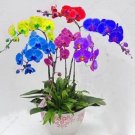 50PCS Rainbow Butterfly Orchid Seeds - Colorful FlowersItem NO.: SH10466C