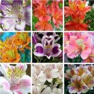 100PCS Rare Peruvian Lily Alstroemeria Flower Seeds - Mixed 9 ColorsItem NO.: SH10467C