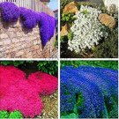 100PCS Creeping Thyme Seeds - Mixed Purple White Rose-Pink Blue ColorsItem NO.: SH10469C