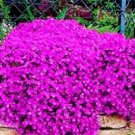 100PCS Creeping Thyme Seeds Rock CRESS - Rose Purple ColorItem NO.: SH10472C