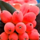 10PCS Loquat Fruit Tree SeedsItem NO.: SH10478C
