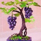 50PCS Big Miniature Grape Vine Seeds Purple FruitsItem NO.: SH10481C 50PCS Big Miniature Grape Vine Seeds Purple FruitsItem NO.: SH10481C