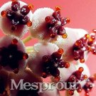 100PCS Hoya Carnosa Seeds - White and Dark Red Bi-colorItem NO.: SH10491C