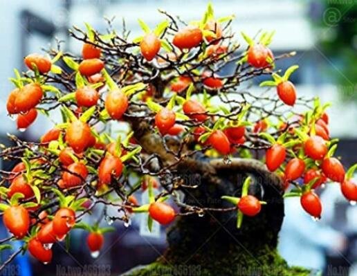 20PCS Dwarf Persimmon Seeds Bonsai Mini FruitsItem NO.: SH10493C