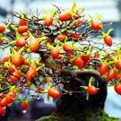 20PCS Dwarf Persimmon Seeds Bonsai Mini FruitsItem NO.: SH10493C