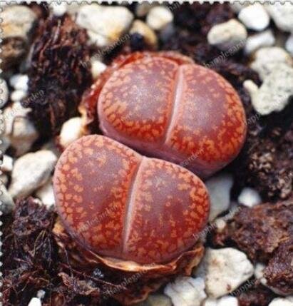 100PCS Living Stone Seeds Lithops SucculentItem NO.: SH10497C
