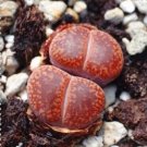 100PCS Living Stone Seeds Lithops SucculentItem NO.: SH10497C