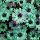 100PCS Gerbera Daisy Seeds Hybrid - Apple Green Flowers with Purplish Black CentreItem NO.: SH10498C