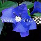 50PCS Bougainvillea Seeds - Blue ColorsItem NO.: SH10501C