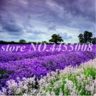 200PCS French Provence Lavender Seeds - Mixed Pink and Purple ColorsItem NO.: SH10503C