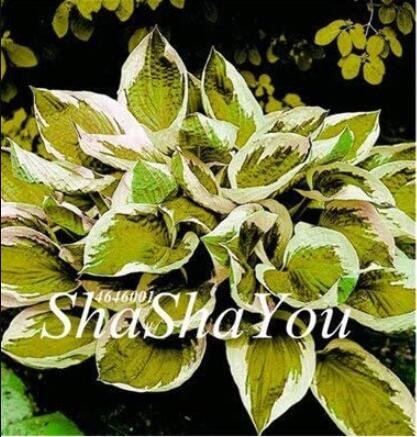 200PCS Hosta Seeds - Light Army Green With Greyish White EdgeItem NO.: SH10506C