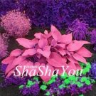 200PCS Hosta Seeds - Rose Pink LeavesItem NO.: SH10507C