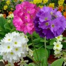 100PCS Primrose Primula Seeds - Mixed Pink Purple White FlowersItem NO.: SH10508C