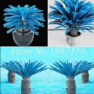 50PCS Sago Cycas Seeds - Blue PlantItem NO.: SH10515C