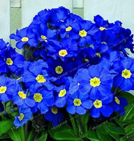 200PCS Fragrant Evening Primrose Seeds - Dark Blue Flowers with Yellow CentreItem NO.: SH10528C