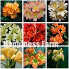 100PCS Mixed Clivia Seeds - Mixed 9 Colorful ColorsItem NO.: SH10531C 100PCS Mixed Clivia Seeds - Mixed 9 Colorful ColorsItem NO.: SH10531C