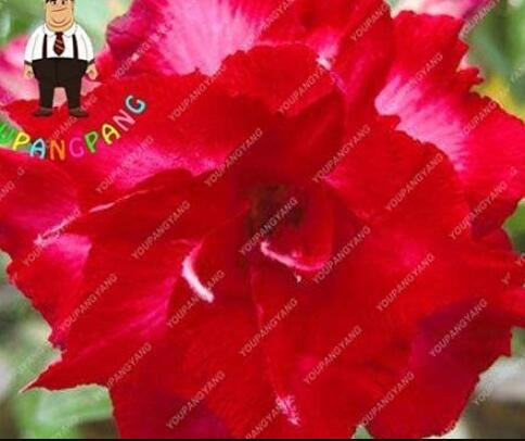 2PCS Desert Rose Seeds - Bright Dark Red Double FlowersItem NO.: SH10536C