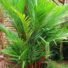 10PCS Lipstick Palm Cyrtostachys Renda Tree SeedsItem NO.: SH10540C
