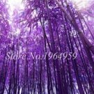 50PCS Bamboo Seed Lucky Moso Tree Seeds - Dark Purple ColorItem NO.: SH10548C