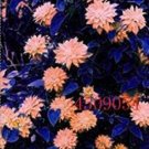 100PCS Clematis Seeds - Light Khaki ColorItem NO.: SH10550C