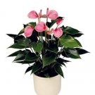 100PCS Anthurium Seeds - Light Pink FlowersItem NO.: SH10552C