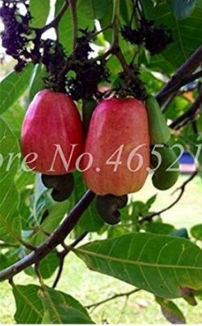 5PCS Exotic Cashew Tree Seeds Anacardium OccidentaleItem NO.: SH10560C