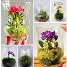 100PCS Mini Orchid Seeds - Mixed Rose Red Purple Orange White FlowersItem NO.: SH10563C