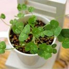 200PCS Four Leaf Clover Seeds - Green ColorsItem NO.: SH10566C