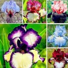 20PCS Iris tectorum Seeds - Mixed 6 ColorsItem NO.: SH10567C