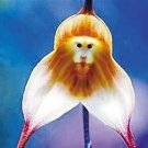 200PCS Monkey Face Orchids Seeds - Whitish Light Brown FlowersItem NO.: SH10573C