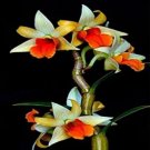 100PCS Mini Phalaenopsis Flower Seeds - Whitish Brown Color with Redish Orange TongueItem NO.: SH105 100PCS Mini Phalaenopsis Flower Seeds - Whitish Brown Color with Redish Orange TongueItem NO.: SH105