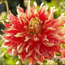 100PCS Dahlia Flower Seeds - Goldenish Red Double FlowersItem NO.: SH10581C