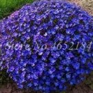 200PCS Creeping Thyme Seeds Rock CRESS Plant - Purple Flowers F1Item NO.: SH10588C